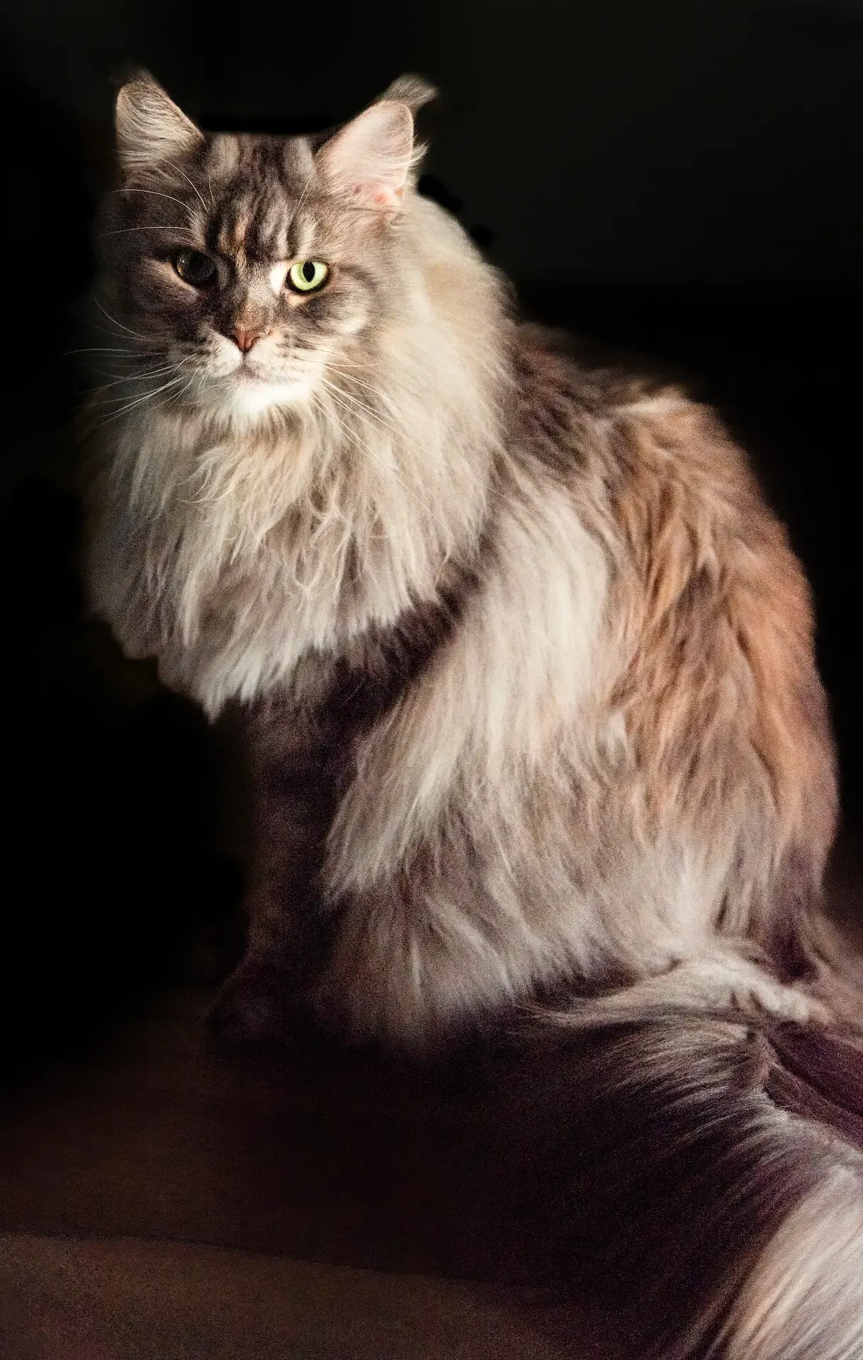 Edle Katze in eleganter Pose, Fine Art Fotografie ZVABFOTO