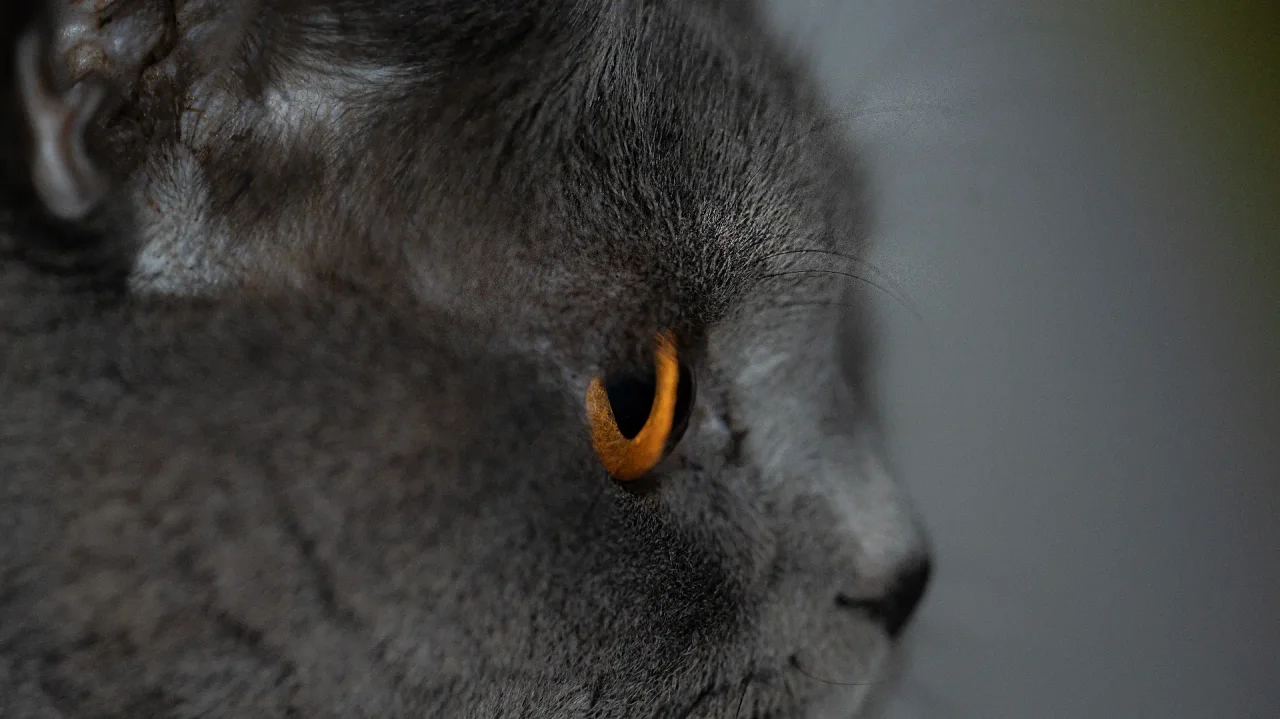Sanftes Fine Art Katzenporträt – Detailreiches Lichtspiel und Ausdrucksstärke | ZVABFOTO
