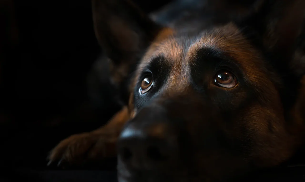 Charaktervolles Hundeporträt mit dramatischem Licht und tiefen Schatten - Fine Art Tierfotografie