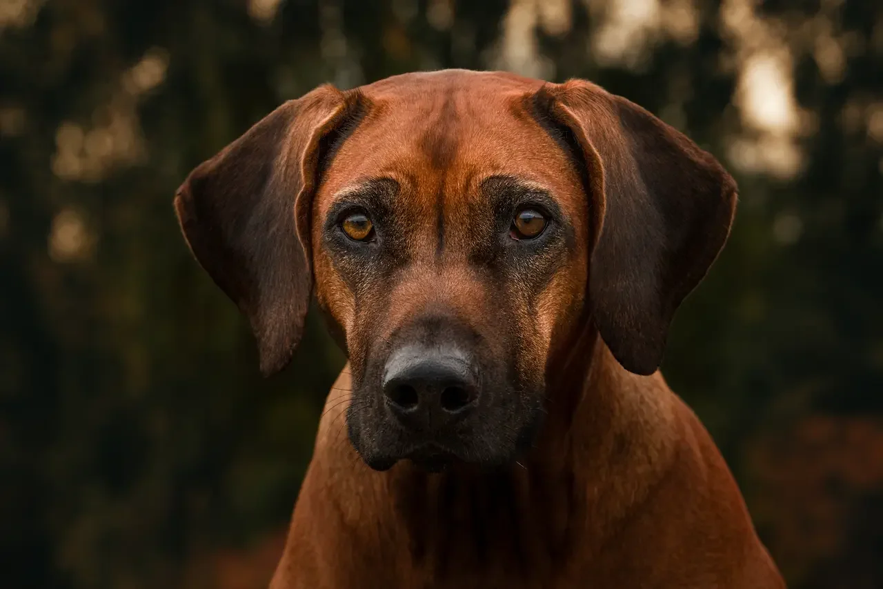 Ausdrucksstarkes Hundeporträt im Fine Art Stil – ZVABFOTO Tierfotografie Baden-Württemberg