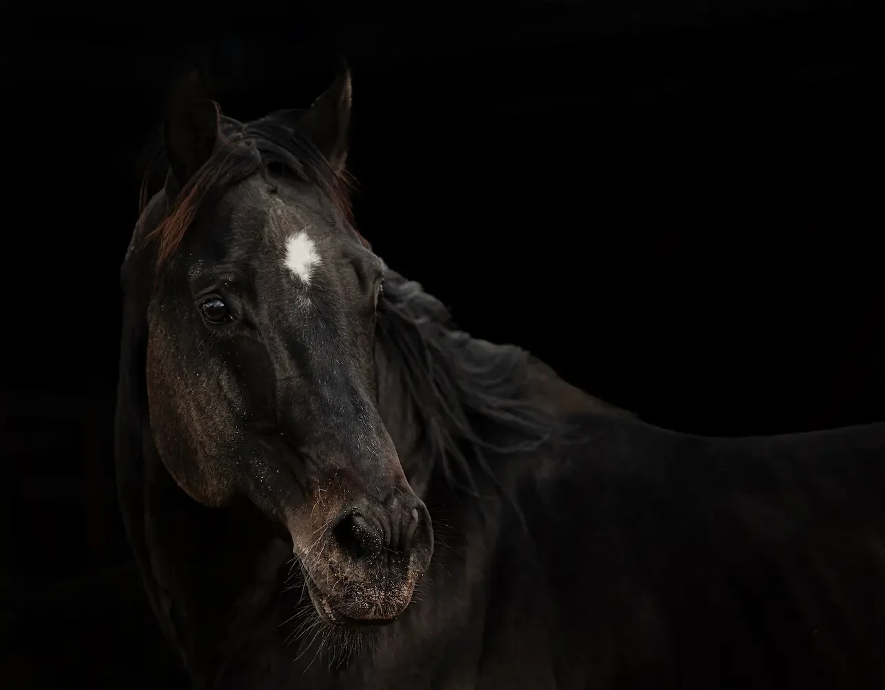 Elegante Pose eines Pferdes im Fine Art Stil, sanftes Licht und tiefe Schatten – Equine Art